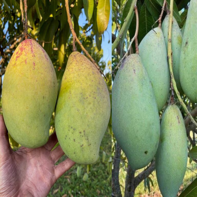 Totapuri Mango Farming: तोतापुरी आम की खेती कैसे करें? जानिए सबसे ज्यादा पैदावार वाले राज्य और तरीका