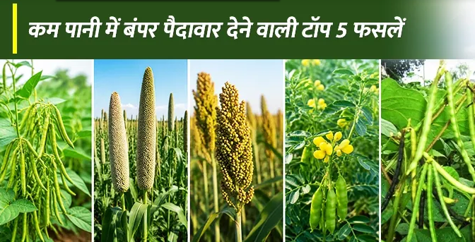 कम पानी में बंपर कमाई : ये हैं टॉप 5 फसलें और खेती का सबसे सफल मॉडल