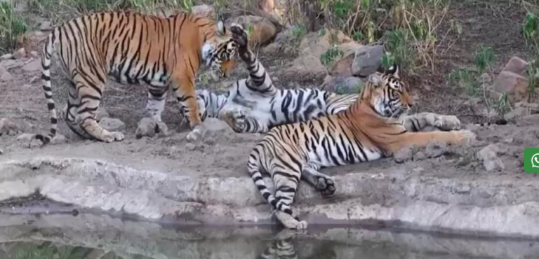 सरिस्का टाइगर रिजर्व में पर्यटकों को मिलेंगी हाई-टेक सुविधाएं : नए सीजन से पहले बदलेगी तस्वीर, बफर जोन में बनेगा नया एंट्री गेट