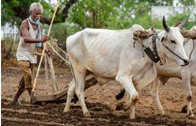 🌾 किसानों के लिए जरूरी अलर्ट: बिना ‘फार्मर आईडी’ रुक जाएगा सरकारी योजनाओं का पैसा, जानें आवेदन प्रक्रिया